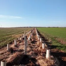 Terrain avec plantation et paillage - vue de face