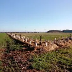 Terrain avec plantation et paillage