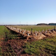 Plantation et paillage - La Faye